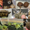 6.26 Turtle Garage Meeting & Sales in Nerima