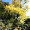 銭原朝市おでんと大阪で一番大きいイチョウ紅葉ツーリングin大阪府能勢町
