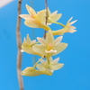 Dendrobium floresianum 