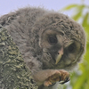 フクロウのヒナと親