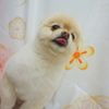 ポメラニアンのたろう君