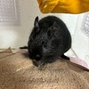 くろごまあん二世 101日目