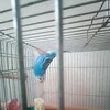 インコって頭に血がのぼらない？