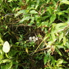 フジコナカイガラムシの防除＆草むらの中に卵！＆朝露をまとったクマゼミ＆くーが鼻むぎゅでスイカを♪