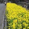 日比谷公園にある菜の花畑が満開です