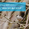 “窓辺には小鳥たちの声”――Birders' Songs（バーダーのためのプレイリスト）016