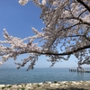 春分の日に思う事。