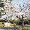 田原坂公園の桜