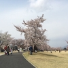 イーアス隣の公園で、お花見ランチ