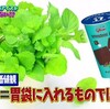 チョコミントが好き≠ミントが好き