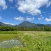 2022/05/23 月曜日　ひまわりの種