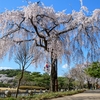 【ソウル・桜の名所】ソウル顕忠院（ヒョンチュンウォン・国立墓地）のしだれ桜