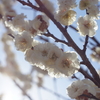 根岸森林公園の梅と馬の博物館の河津桜