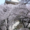 山口県～熱海～箱根の温泉旅 ⑥ 小田原城の桜