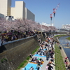 柏尾川沿いの桜