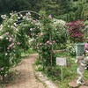 生田緑地ばら苑〜春薔薇めぐり🌹💕