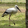 けっこう身近な鳥〈コウノトリ〉について。