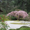 Weeping Cherry Tree