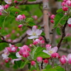 シナノゴールドの花。