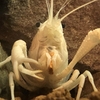 ザリガニの餌