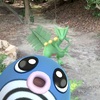 ポケモンGO　コミュデイ前にモンスターボールを使い過ぎました…