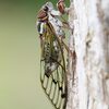 エゾゼミとアカエゾゼミの違い