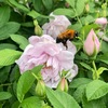トラマルハナバチと薔薇〈230429〉Tiger Bumble Bee and rose