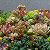 カゴ寄せ植えの多肉植物です♪