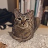 ねこと暮らし始めた話