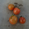 ミニトマト収穫