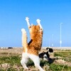 されど空の青さを知る