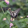 9/13/2020・近場の散歩、花にやってきたアゲハチョウを見て秋を感じた1日でした