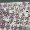 桜の押し花