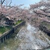 桜の筑波りんりんロード　旧筑波鉄道