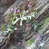 神滝のショウジョウバカマの花が咲き始めました