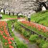 江川のチューリップ