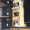 にゃおんちゃん、ろっちゃん、アビくんがいっぱい2　にゃおんTV
