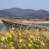 庭の山茱萸の木に