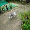 水を飲む猫・・・