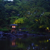 肌寒い雨とバラ