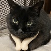 高齢黒猫りぃちゃん（１９歳）　クールネックバンド初装着