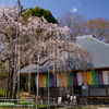 【埼玉の桜】坂戸市・慈眼寺を訪ねて，枝垂れ桜とジャズ観音に会ってきました