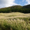 箱根・仙石原のススキ