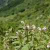 初夏の伊吹山「それぞれが生きる大地のこと」