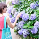 hydrangea --riri blog--