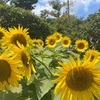柏市の「あけぼの山農業公園」へひまわりを観に行って来ました！