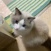 Y子に張り付いてとても甘えたふくちゃん
