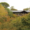 東福寺の紅葉