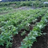 19/8/27　中津川の畑　えんれい大豆開花