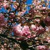 八重桜２